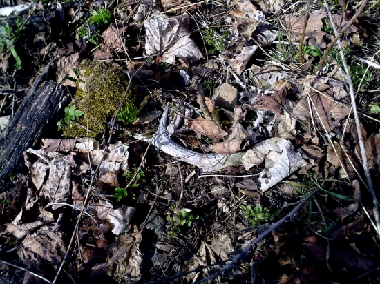 ...splynul s prirodou...