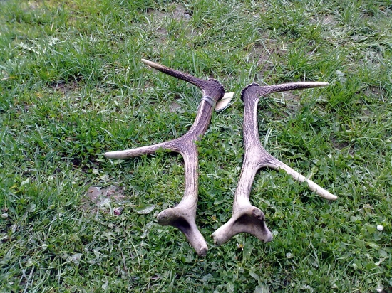 ...po roku dohladany par...