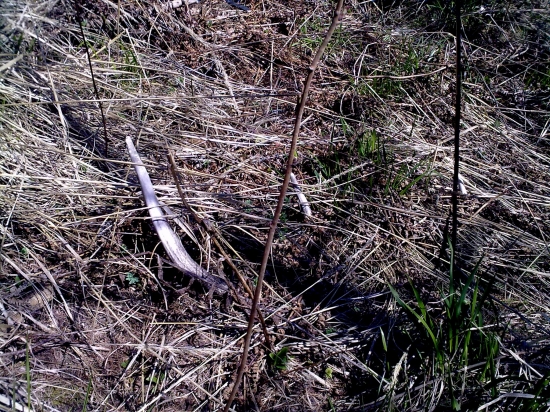 ...tohto roku mi maskovane isli  :-)..