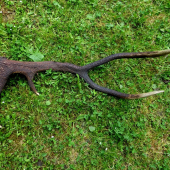 ...Ked ma vidla takmer pol metra...