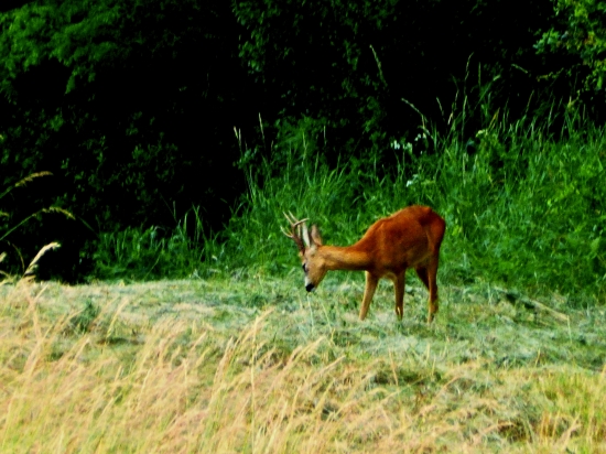 ...mlady,nadejny,chory...