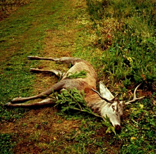 ...Raritny jelen-anomalia...