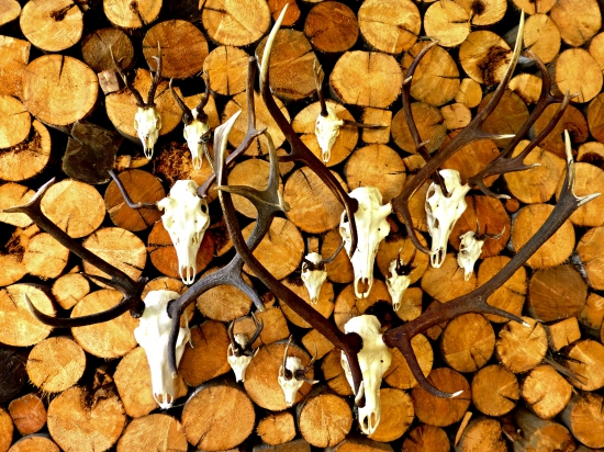 ...Otcove raritne trofeje...