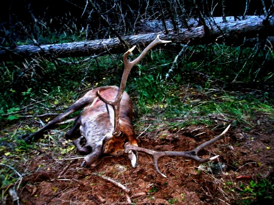 ...Dotrubil,dobojoval....