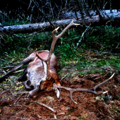 ...Dotrubil,dobojoval....