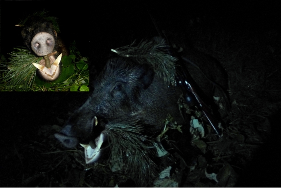 ...Caro polovaciek na splne...