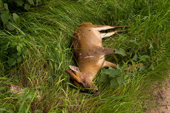 ...po strete s autom...