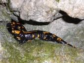 Salamandry