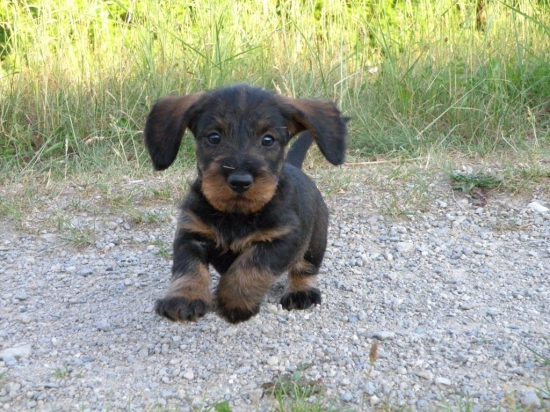 lietajúce šteniatko jazvečíka