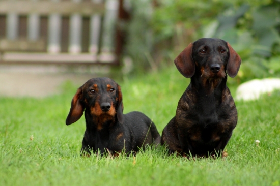 aká matka taký syn?