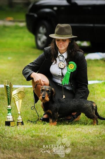 Klubová výstava jazvečíkov