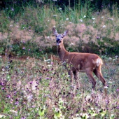 bäääääääääääh