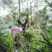 usmievavé srnčiatko :-)