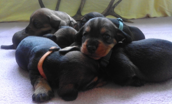 jazvečíky 3-týždňové