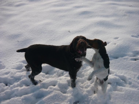 Moj CF csoki a Foxi szikra