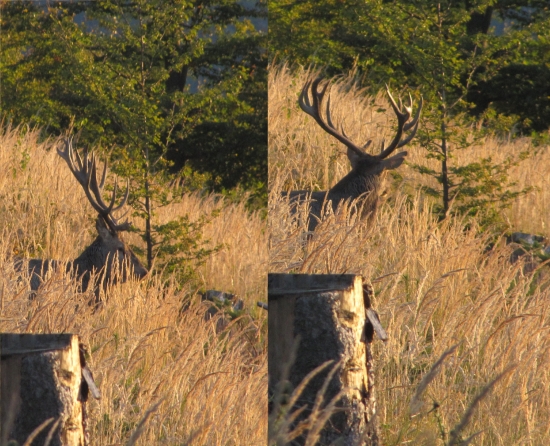 jeleň z Javorníkov