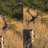 jeleň z Javorníkov