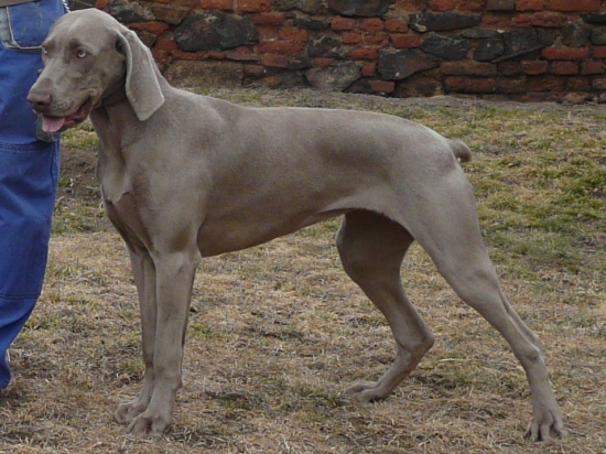 Ceará Cruz Prodomasua Praga - 9 měsíců