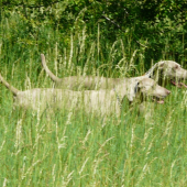Výmaří duo