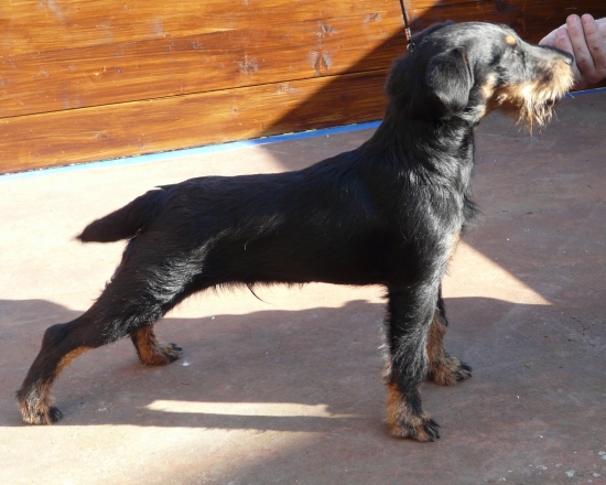 Aron od Jachov 6 měsíců