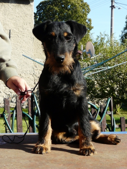 Aron od Jachov 6 měsíců II.