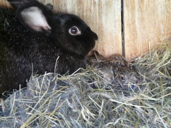 Pokus o záchranu - po 14 dnech s adoptivní mámou