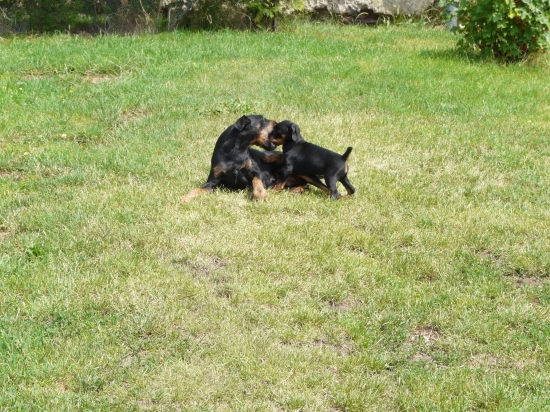 Mateřská láska po jagošsku :D