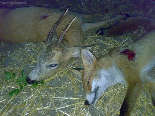 Večerní čekaná 2.