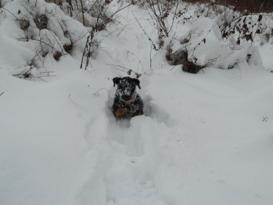 sniehova gula Ir Vakuc