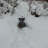 sniehova gula Ir Vakuc