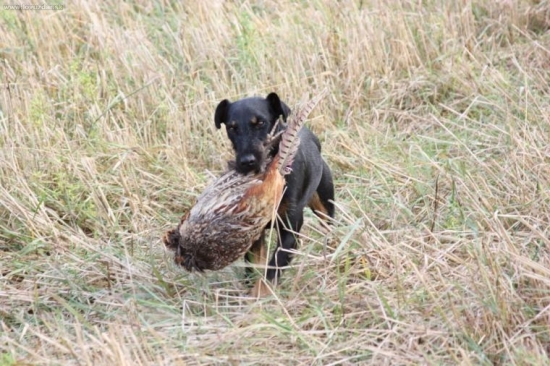 Ina na PZ - pernatá