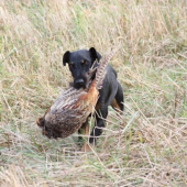 Ina na PZ - pernatá