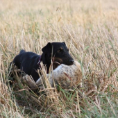 Ina na PZ - srstnatá