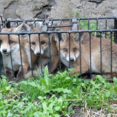 Už nebudou škodit!