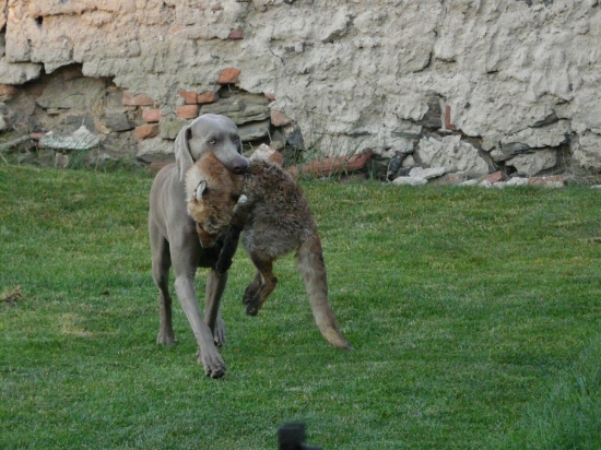 Příprava na Lesní zkoušky