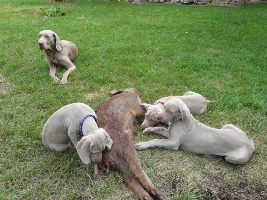 První setkání se spárkatou