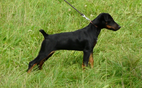 Abbaiare Jiskrák - stáří 4 měsíce