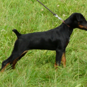 Abbaiare Jiskrák - stáří 4 měsíce