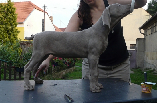 Ceará Cruz Prodomasua Praga - 9 týdnů