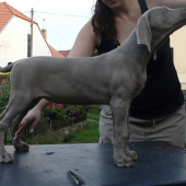 Ceará Cruz Prodomasua Praga - 9 týdnů