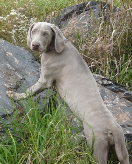 Ceará Cruz Prodomasua Praga - 4 měsíce
