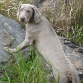 Ceará Cruz Prodomasua Praga - 4 měsíce
