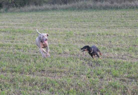 Počkej až tě chytíííím :o))