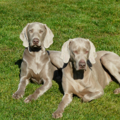 Cruz a Aný Prodomasua Praga