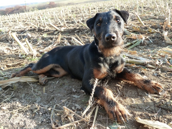 Agrese Jiskrák - stáří  8 měsíců