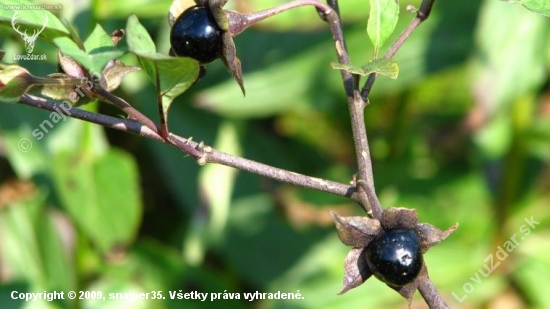 Ľuľok