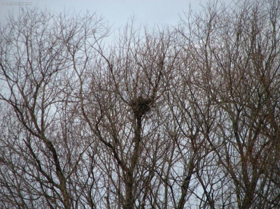 pravdepodobne kuna v hniezde