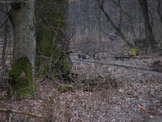 je toto divá mačka?