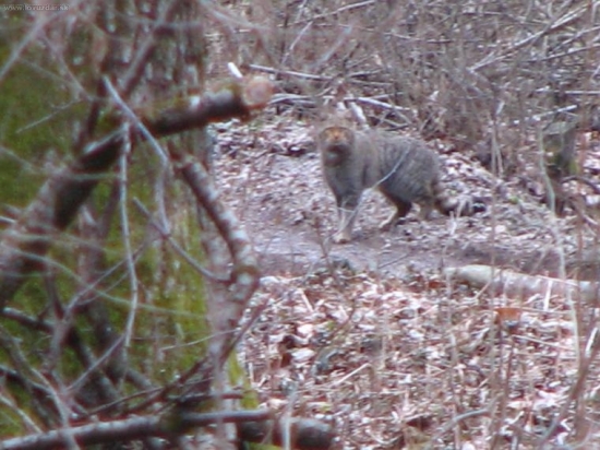 mačka, divá?