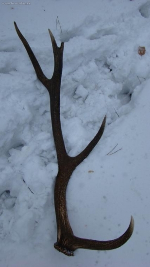 Prvy tohorocny-10torak-1.50kg.